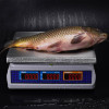 Ticarət masası tərəzisi M-ER 329 AC-15.2 IP68 "Fisher" LED